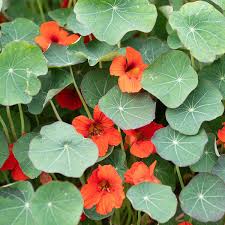 Nasturtium Empress Of India Seeds