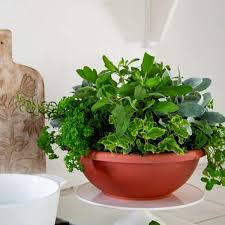 Garden Bowl Planter Pot