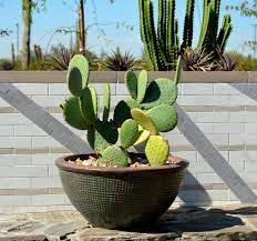 Cactus And Succulent Containers Are