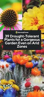 39 Drought Tolerant Plants For A
