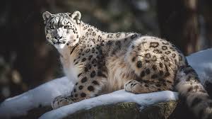 Snow Leopards Background Image