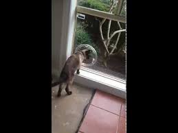 Cat Flap Small Dog Door