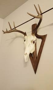 Create Your Own European Deer Skull Mount