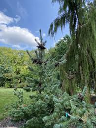 Conifer Articles American Conifer Society