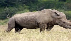 The Rhino Wars In Garden Route