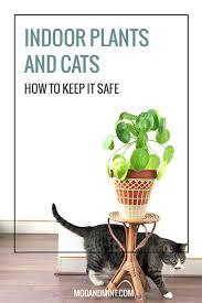 12 Houseplants Safe For Cats With