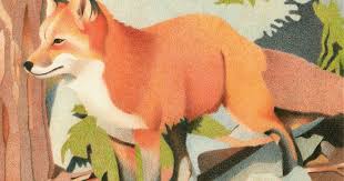 Curious Red Fox Colored Pencil Drawing
