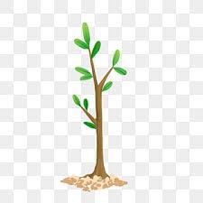 Small Trees Png Transpa Images Free