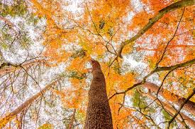 Autumn Tree Images Free On