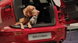 Best Car For Dogs Mini Clubman Dog