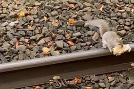 Grey Squirrel Cheats On Train