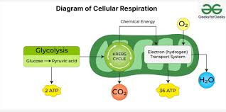 Diagram Of Cellular Respiration