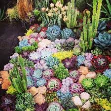 20 Beautiful Succulent Displays For