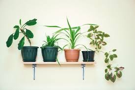 True Low Light Houseplants 8 Smart