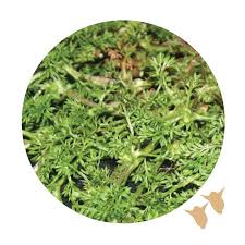 Weeds The Turf Farm Premium Instant