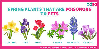 Poisonous Plants Pdsa