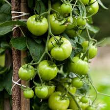 Tomato Plant Care Planet Natural