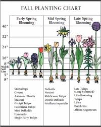 Learn When To Plant Bulbs Bloom Time