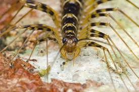 All About Centipedes Plunkett S Pest