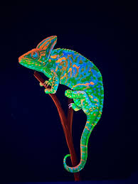 Veiled Chameleon Black Light Painting