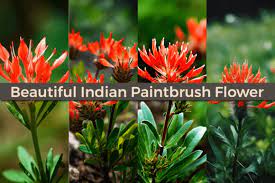 Beautiful Indian Paintbrush Flower Art