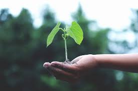 Can Miracle Gro Garden Soil Be Used I
