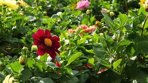 How To Grow A Cutting Garden Flawn