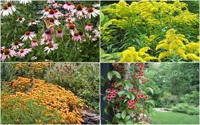 Native Plants For The Maryland Garden