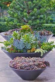 Succulent Containers For Your Garden