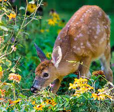 How To Protect Plants From Deer The