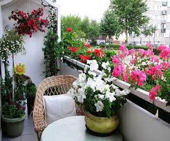 Best Plants To Decorate Your Balcony