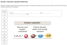 Solved Aerobic Respiration Equation