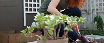 How To Plant A Vegetable Garden Now