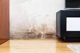 Brown Mold Removal
