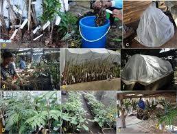 Collected Plant Materials