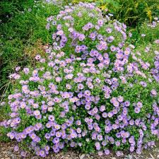 15 Dog Friendly Plants For Your Garden