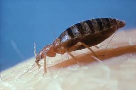 Bed Bugs Abroad What To Watch Out For