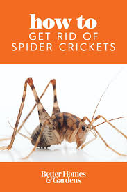 What Is A Spider Cricket 5 Facts About