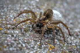 Homeowner S Guide To Wolf Spiders The
