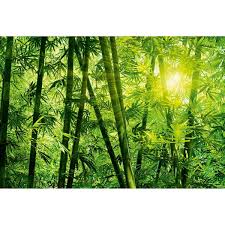 Wall Mural Bamboo Forest Dd118986 A S
