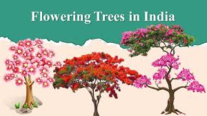 Flowering Trees In India Flower Tree