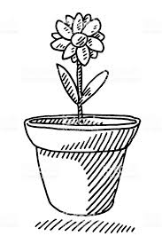 Plant Drawing Flower Pots