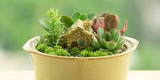 Miniature Garden Indoors