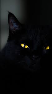 Wallpaper Cat Black Yellow Eyes 4k