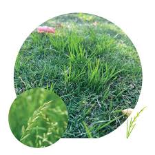 Weeds The Turf Farm Premium Instant