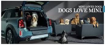 Dog Safety And Law In Cars In The Uk