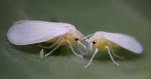 Tiny White Flies Swarming Across Uk