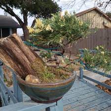 Bent Tree Bonsai 5915 S Cockrell Hill