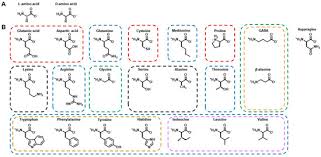 The Role Of Amino Acids In