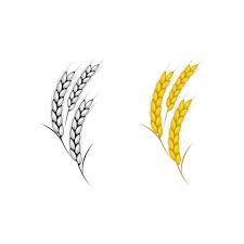 Agriculture Rice Vector Icon Ilration